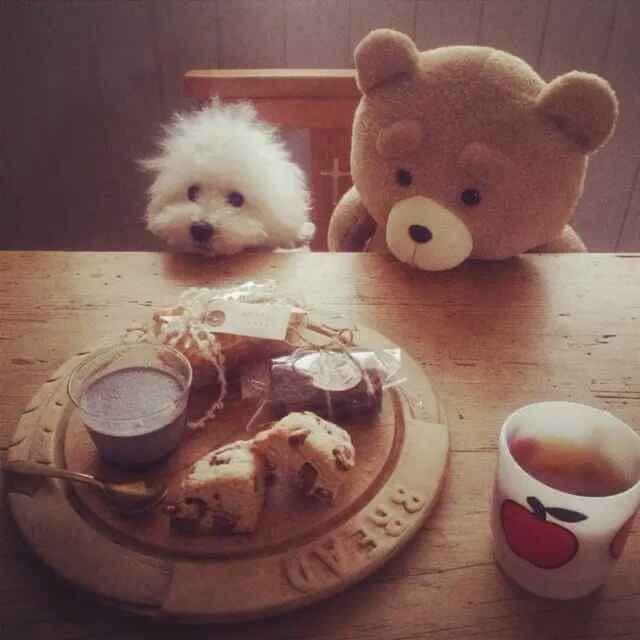 🌟西岛猫纪年🐻