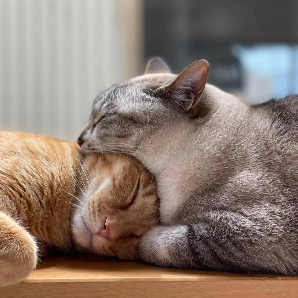 糖糖糖糖糖太宗