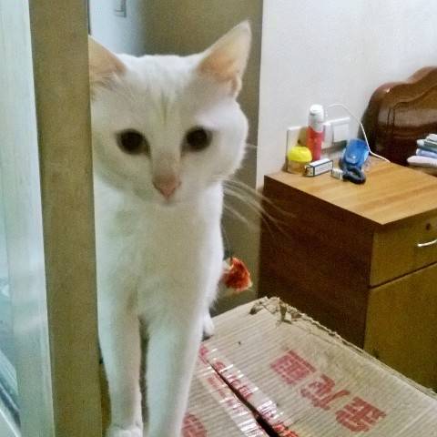 mikko