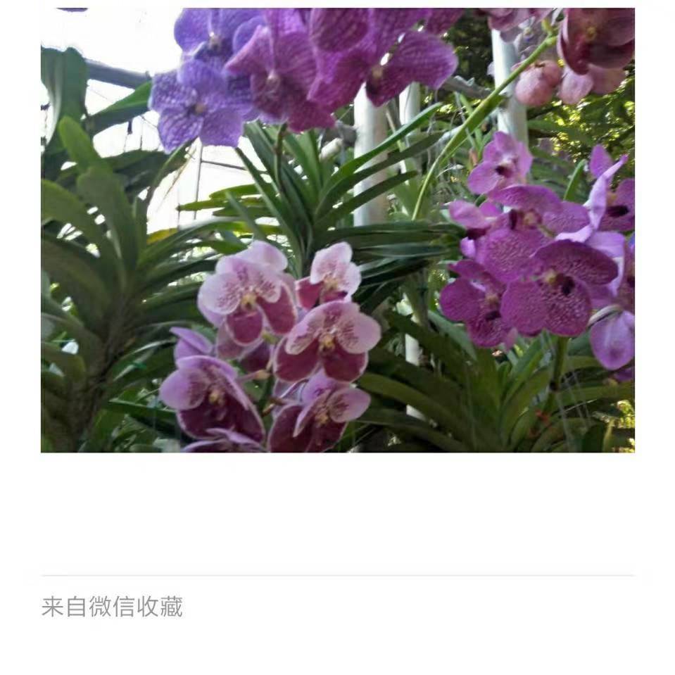珍S惜