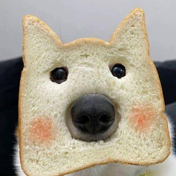 狗头面包🍞