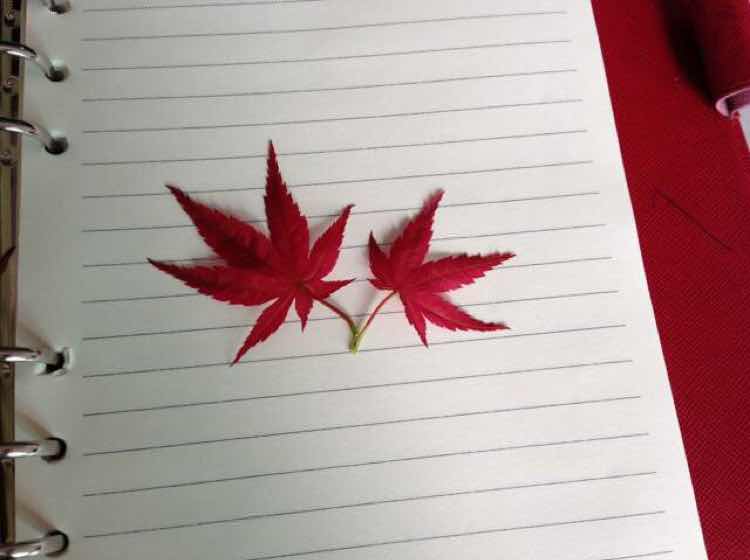 用戶頭像