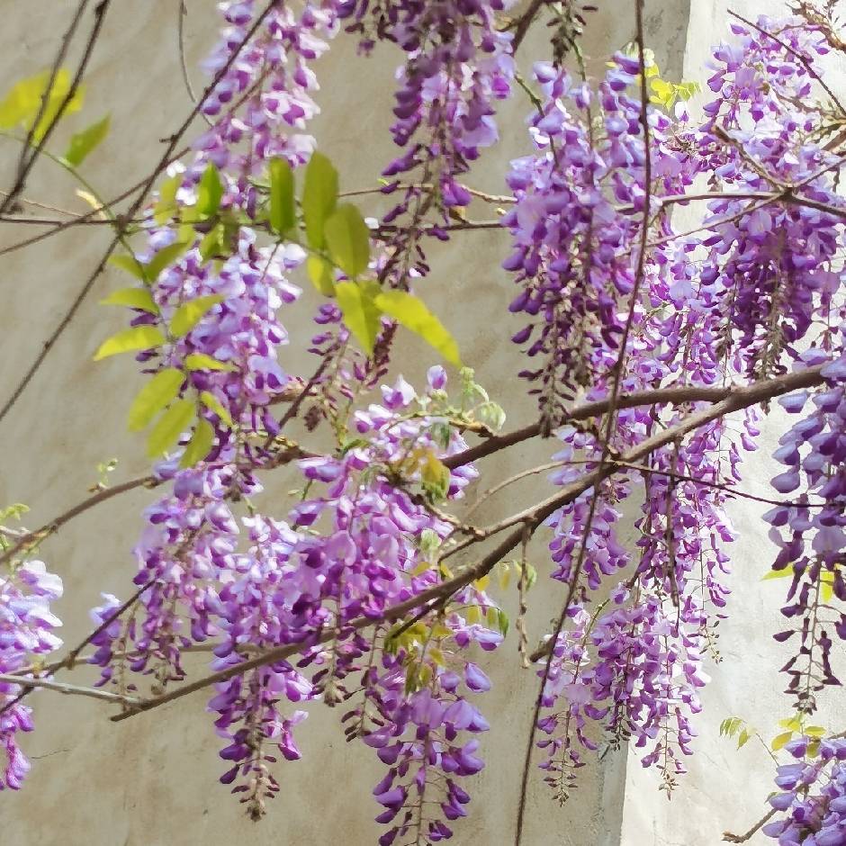 用戶頭像