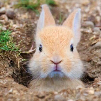 🐰bunny