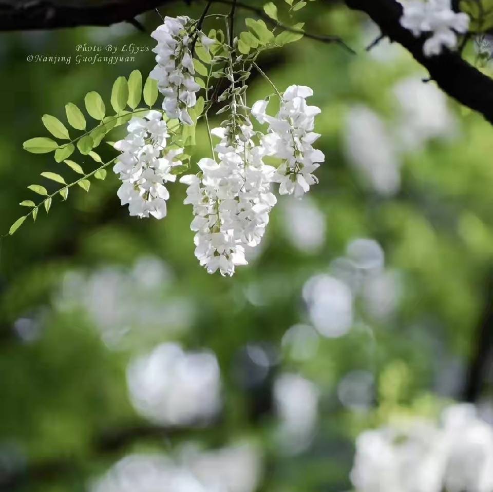 雨竹