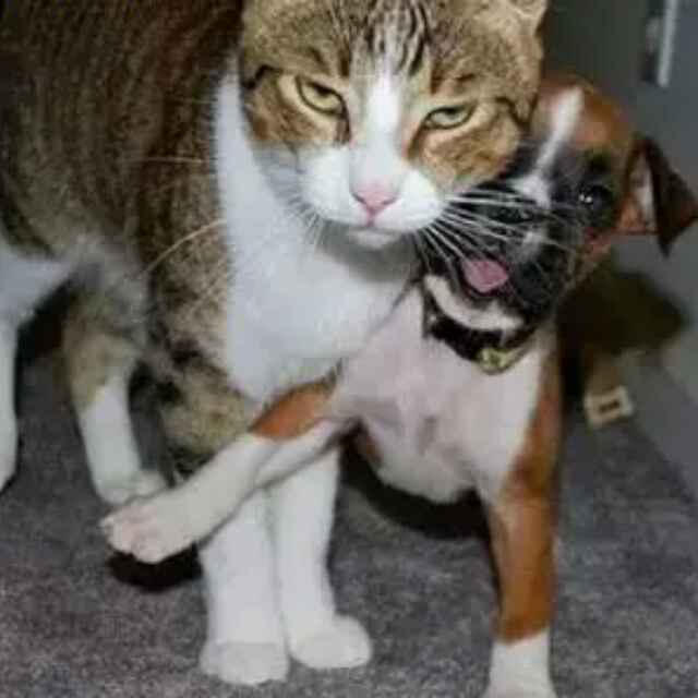 壹
