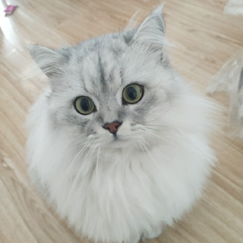 杨建炊