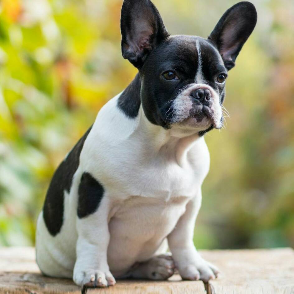 邓叶武（震山）