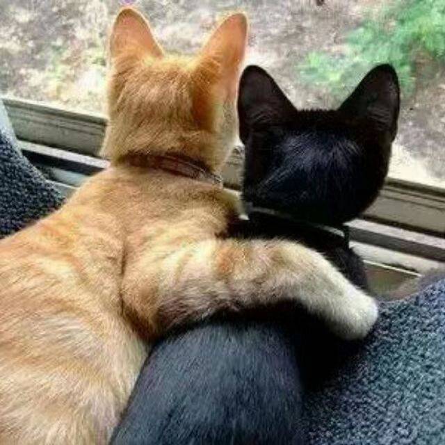 老陈