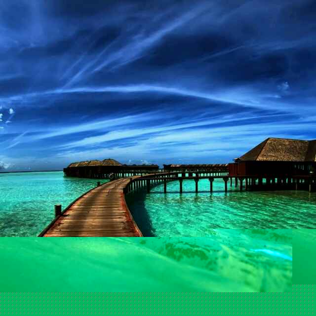海豚