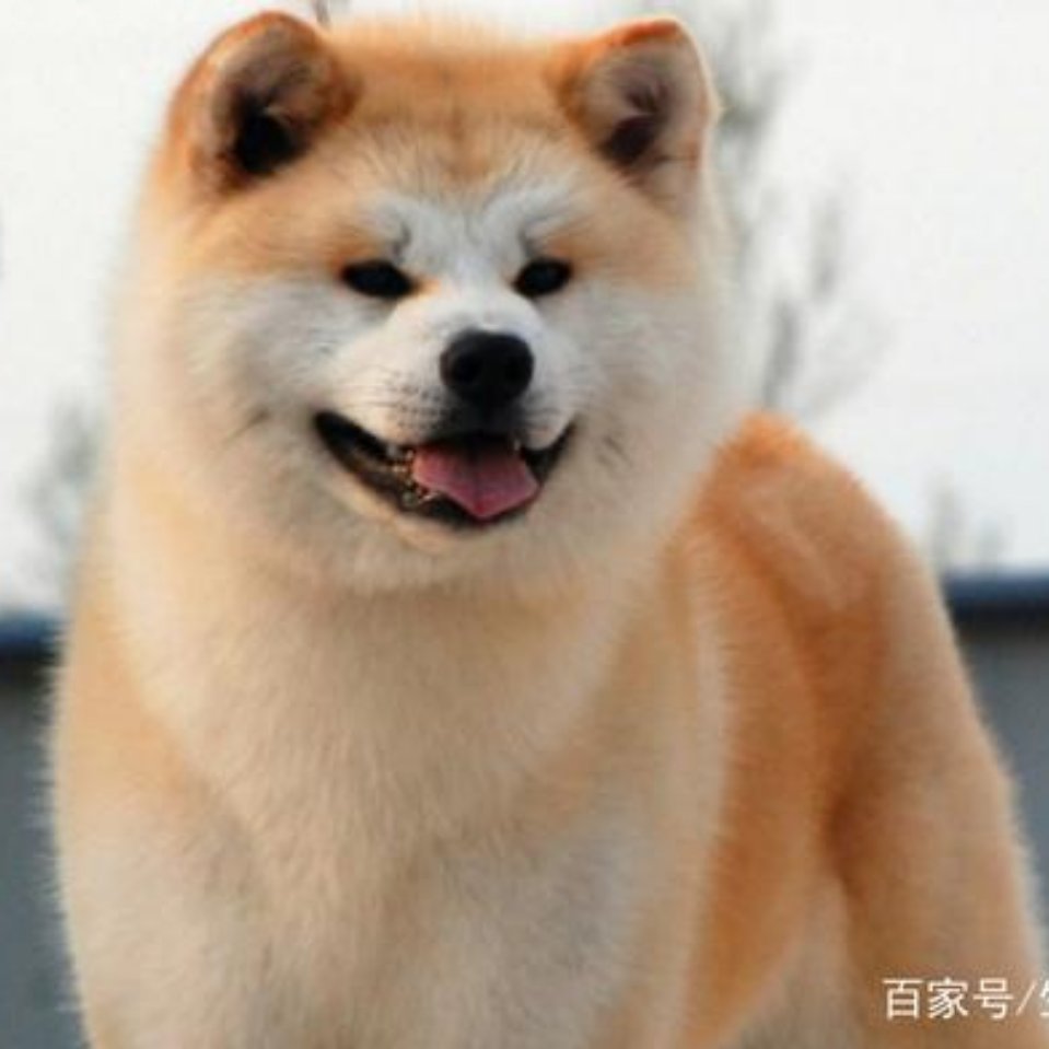 用戶頭像