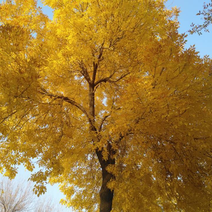 飞常害羞的霜叶