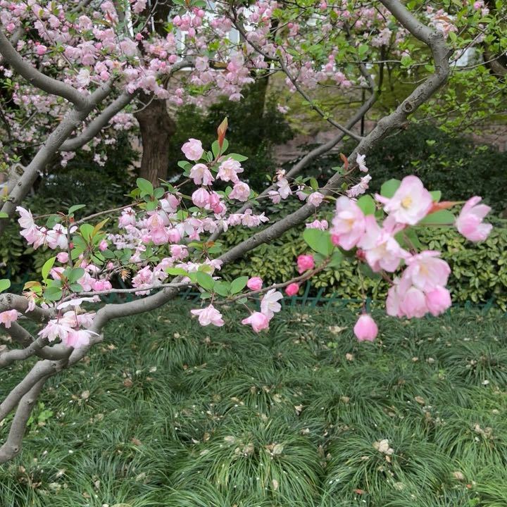 木头