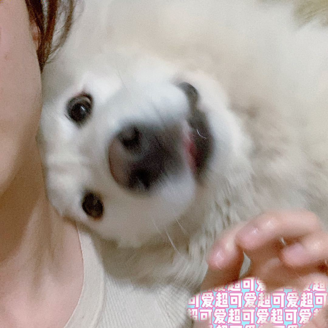 沈可爱🐰