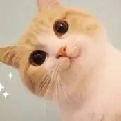 Moomsheep