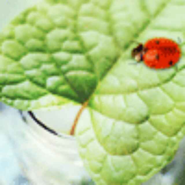 刘fei