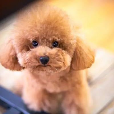 用戶頭像