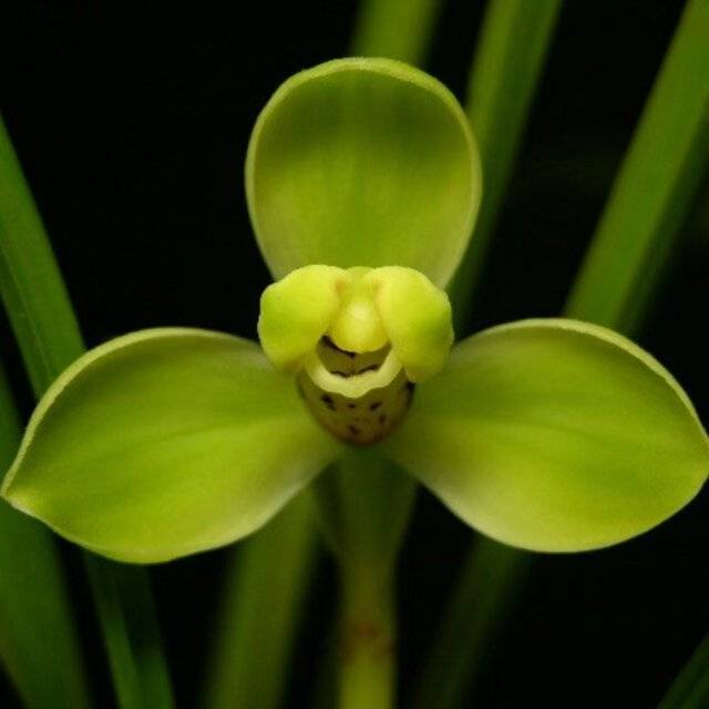 木木