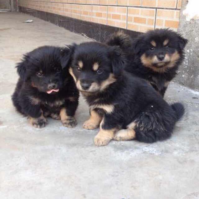 用心做13691094631