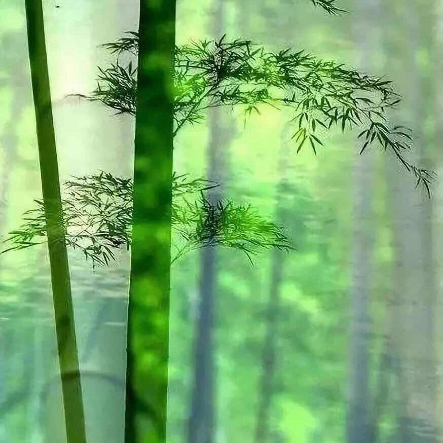 沈淑华