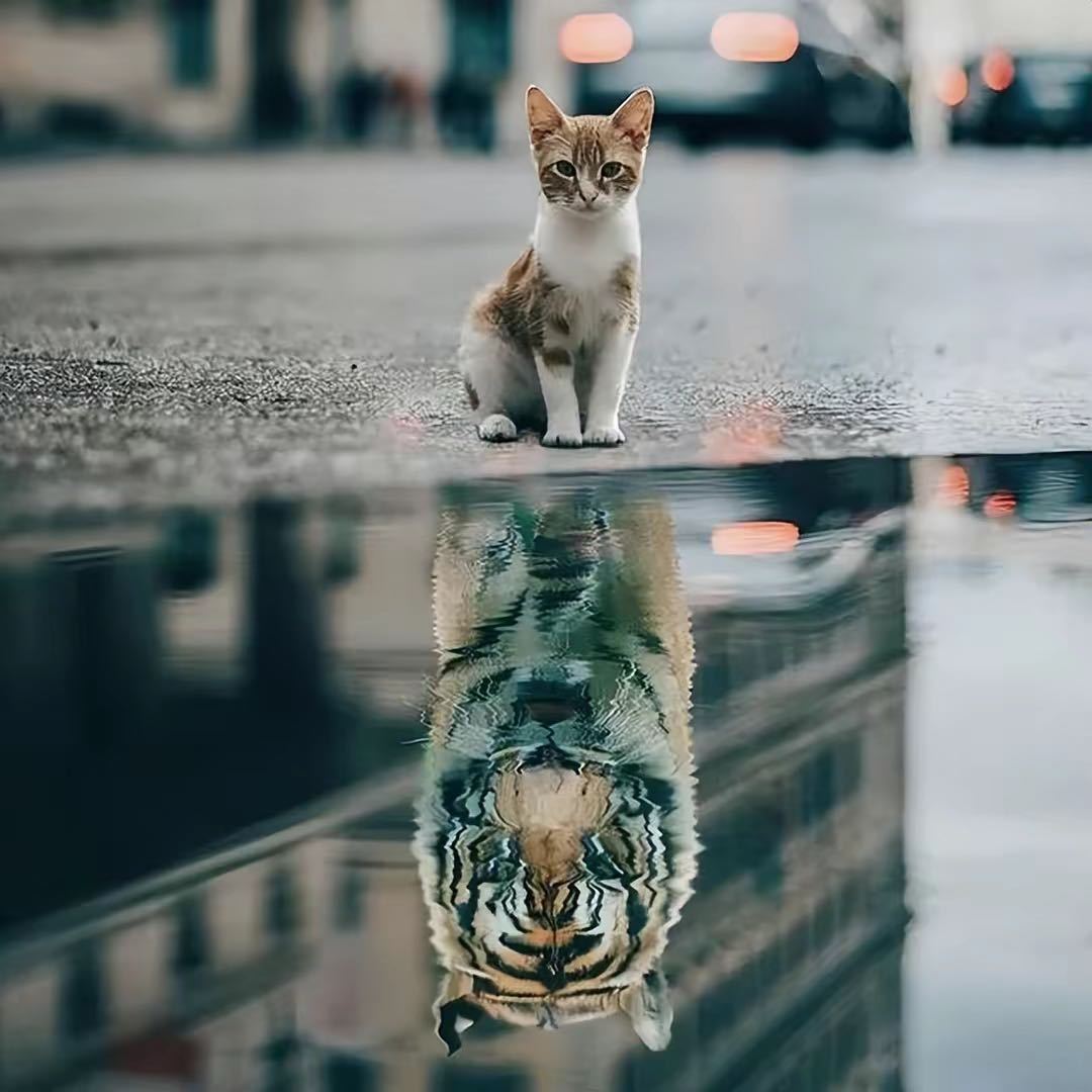 非洲小白脸