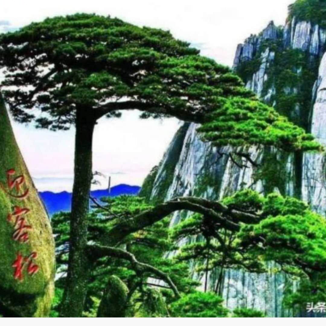 暗香疏影（王元学）