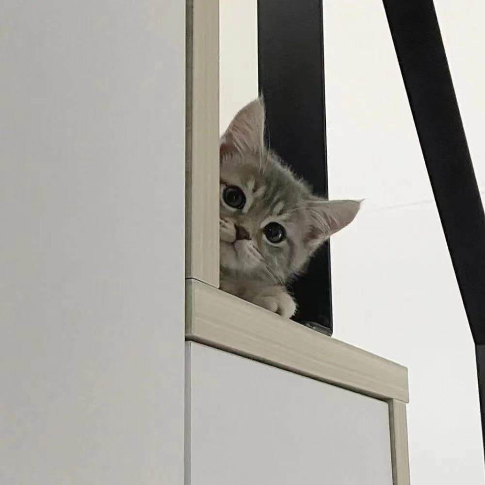 柴