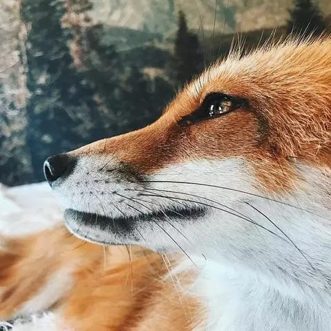 沙漠之狐