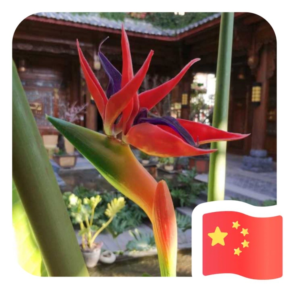 葱子