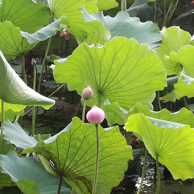 起源：万物大历史