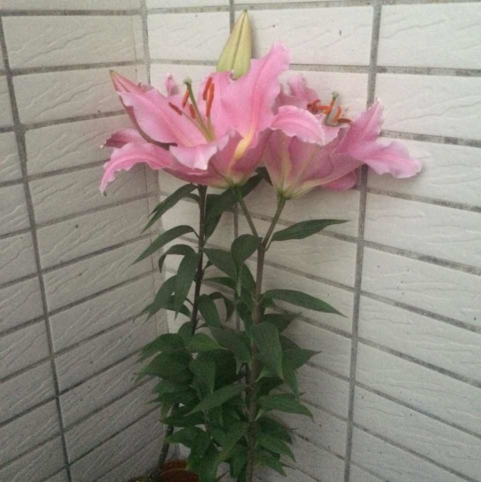 用戶頭像
