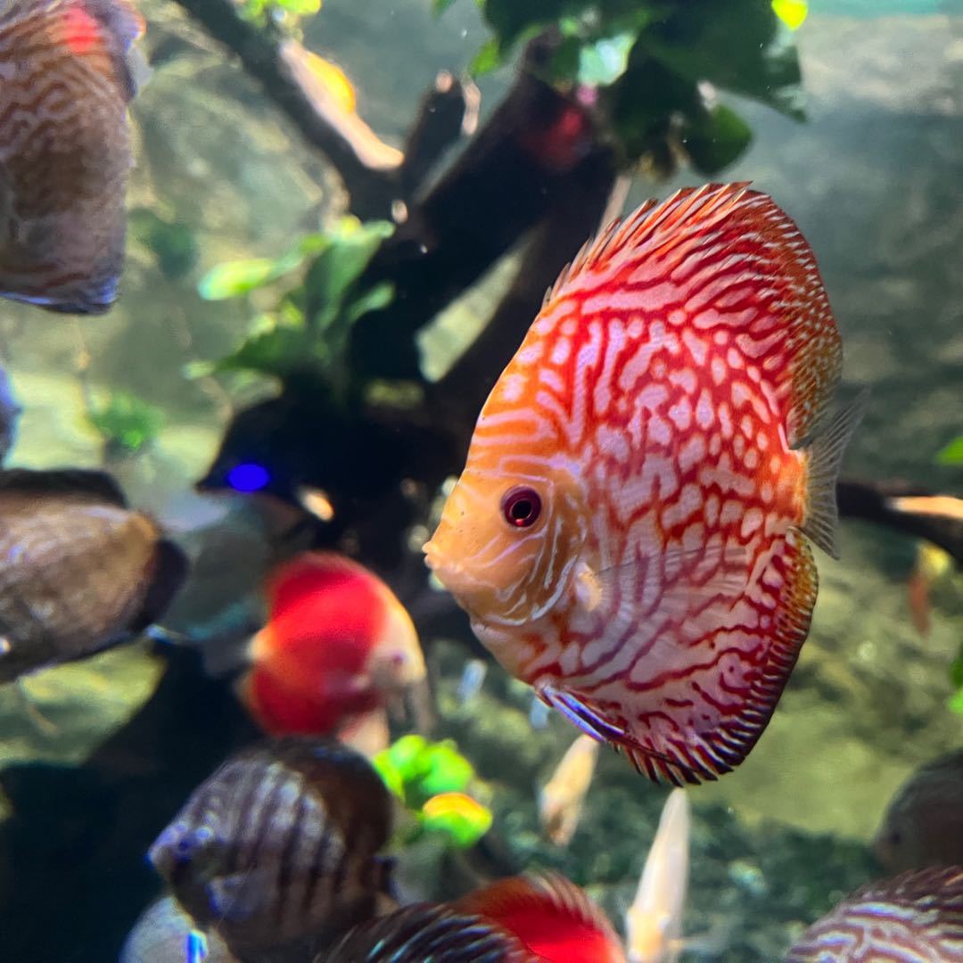 Alan