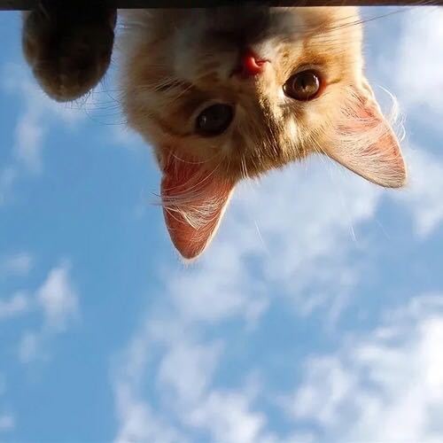 逸安