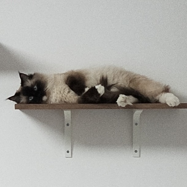 horatio_