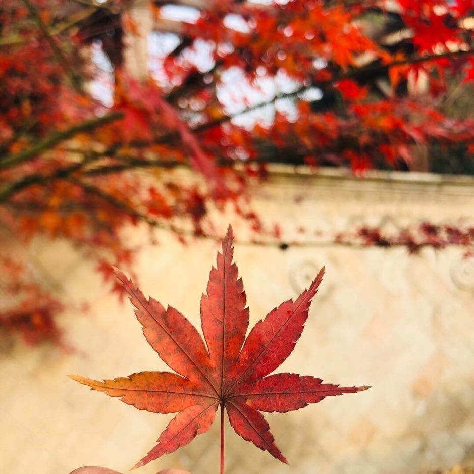 🍁