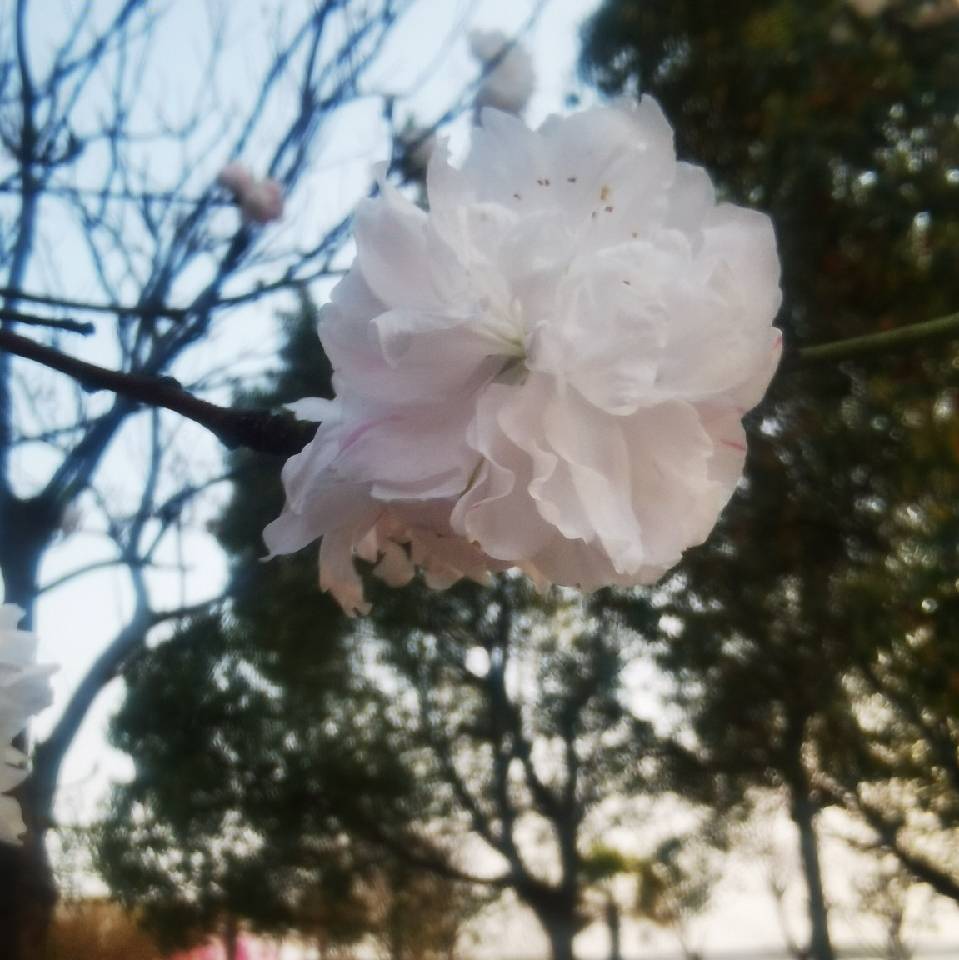 用戶頭像