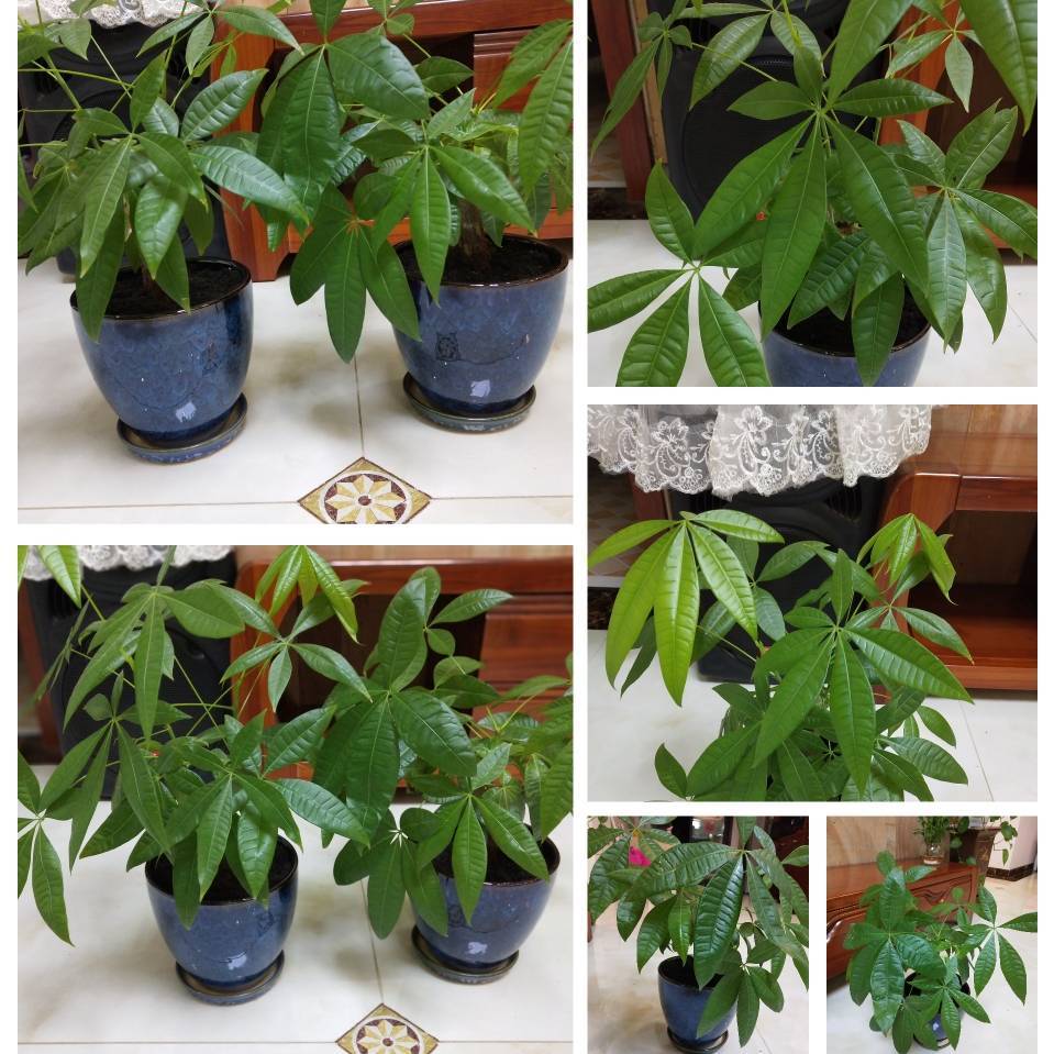 用戶頭像
