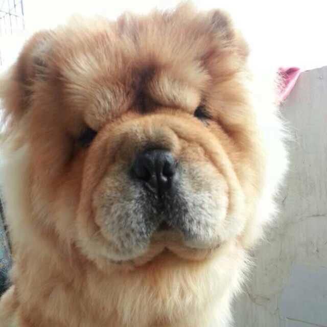 🐶三王木公🐢