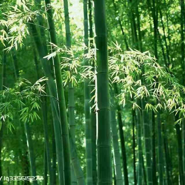 顺其自然