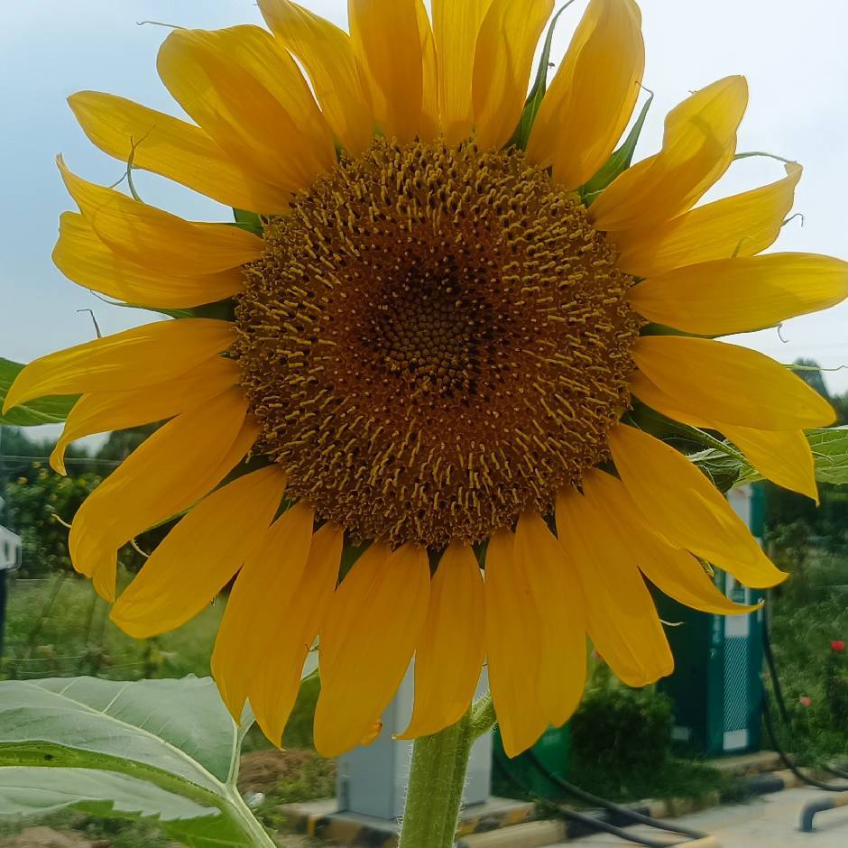 苹果虫子