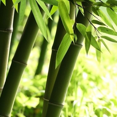 用戶頭像
