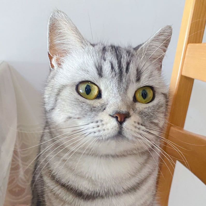 linlinlin 🐈🎀💄