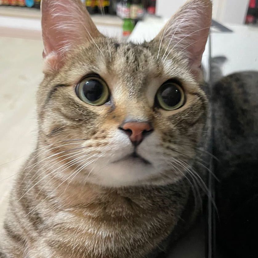 ʀᴏɴᴀʟᴢʜᴜᴏ