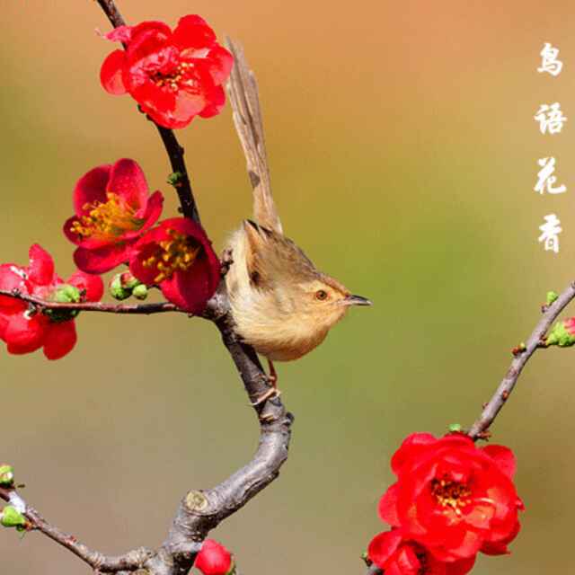 用戶頭像