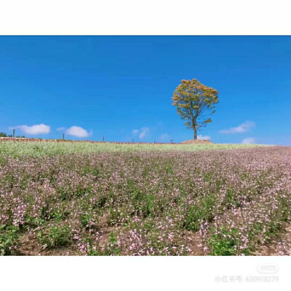 用戶頭像