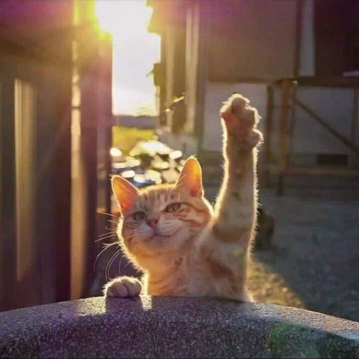 小新