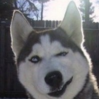 Husky