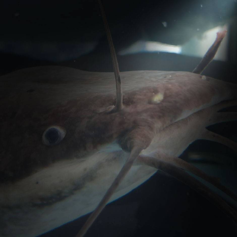 芯芯妍和芯芯妍牛屎妈