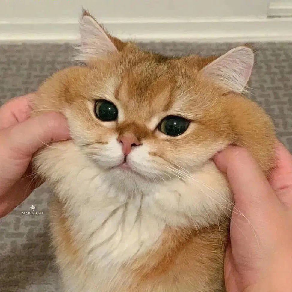 兰