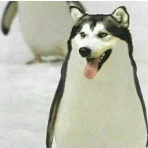 段文辉